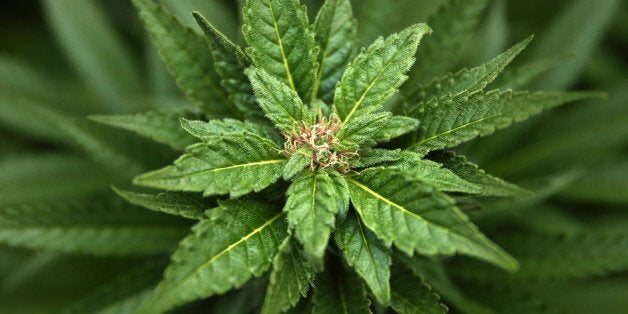la marijuana può causare perdita di peso la marijuana può causare perdita di peso